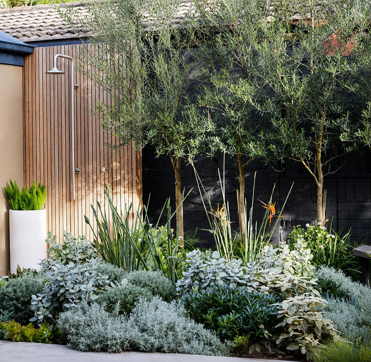 Contemporary Mediterranean garden in Williamstown with olive trees, silvery groundcover, strelitzia and coastal planting against black rendered wall