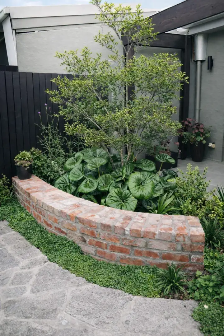 Curved recycled brick retaining wall with feature tree and Dichondra groundcover, Newport