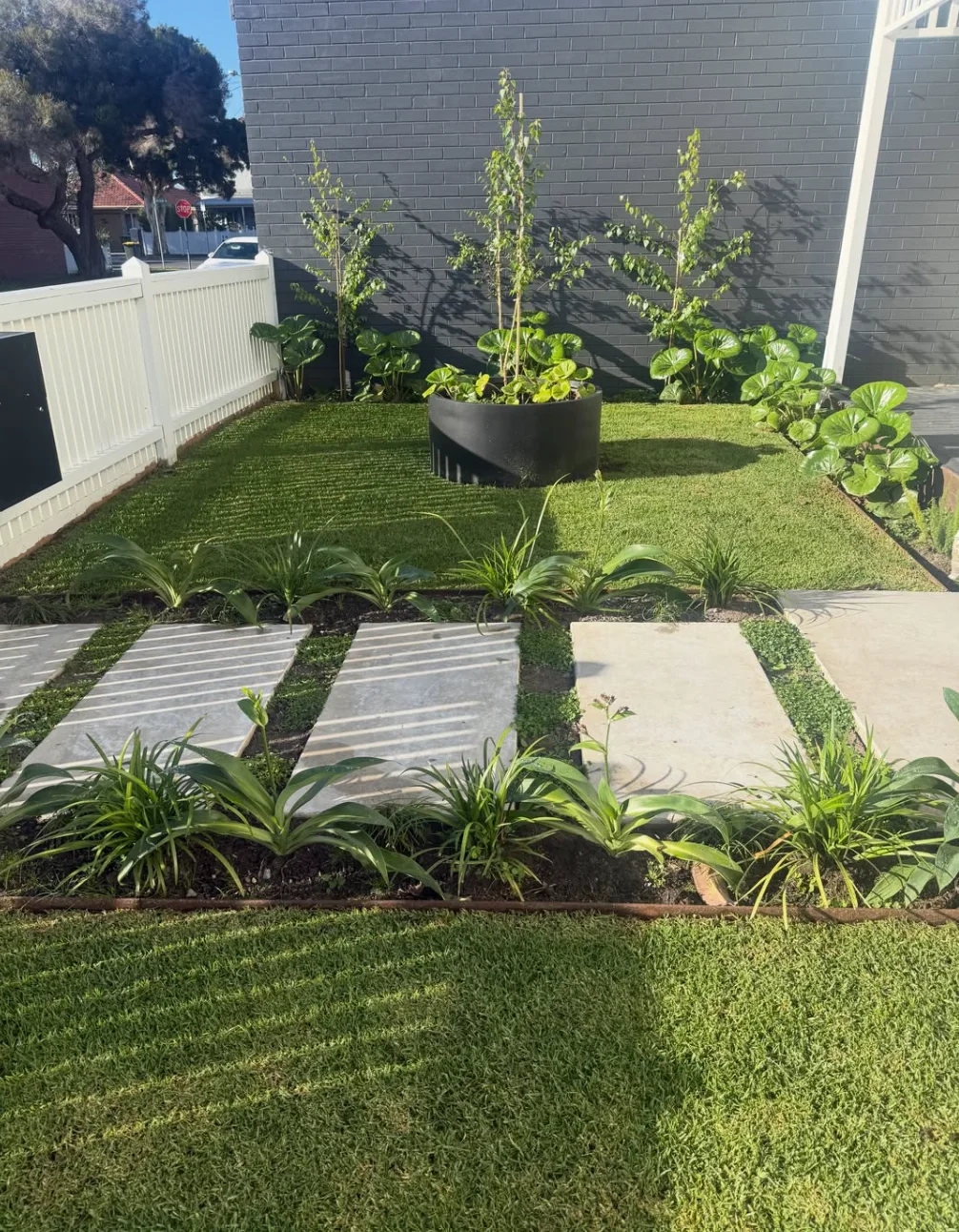 Modern Newport front garden with large concrete steppers, groundcover, steel edging, fresh lawn, silver birches and a round black planter against charcoal brickwork