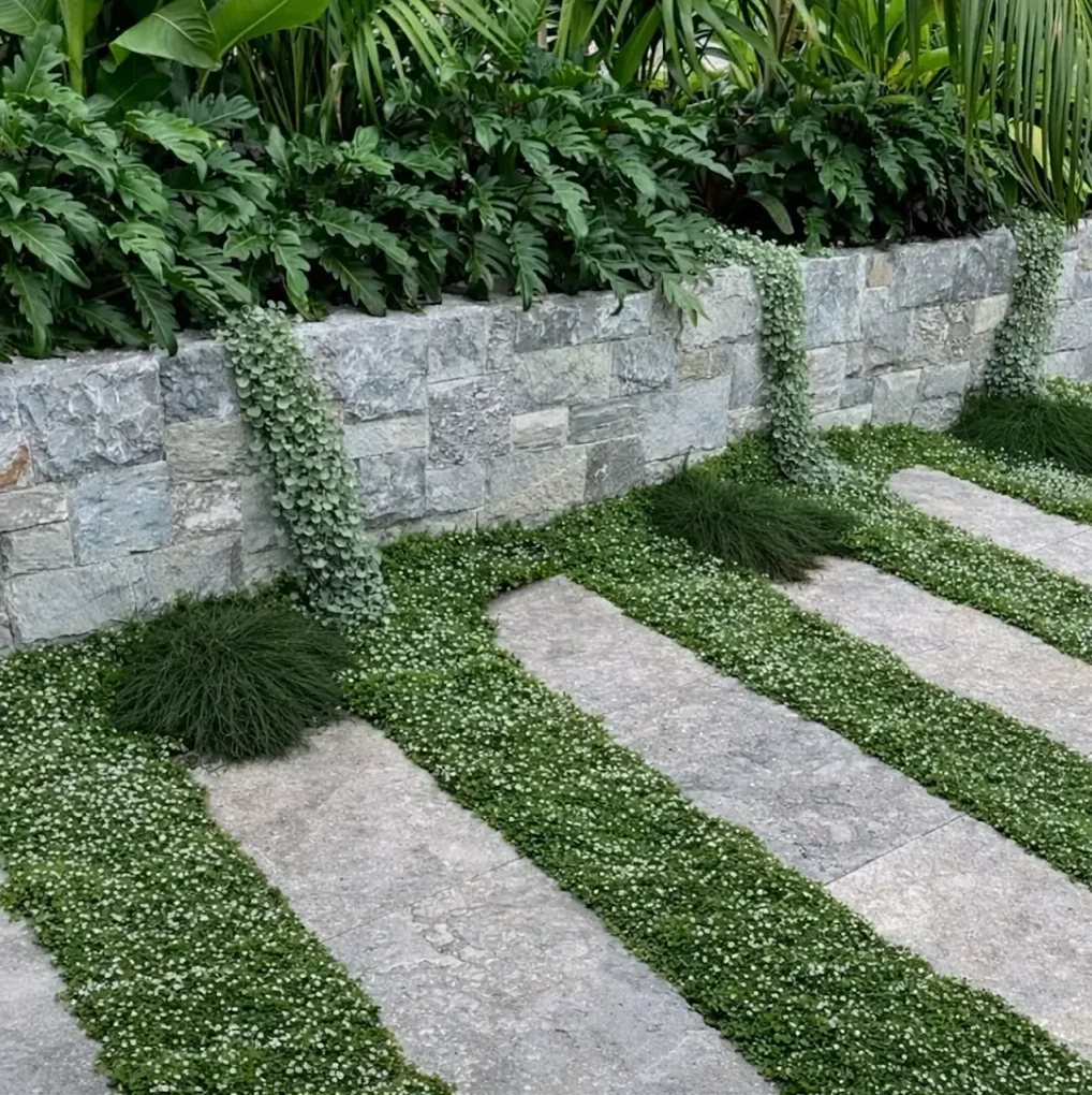 Dichondra repens groundcover between large format stone pavers with granite retaining wall and lush tropical planting behind